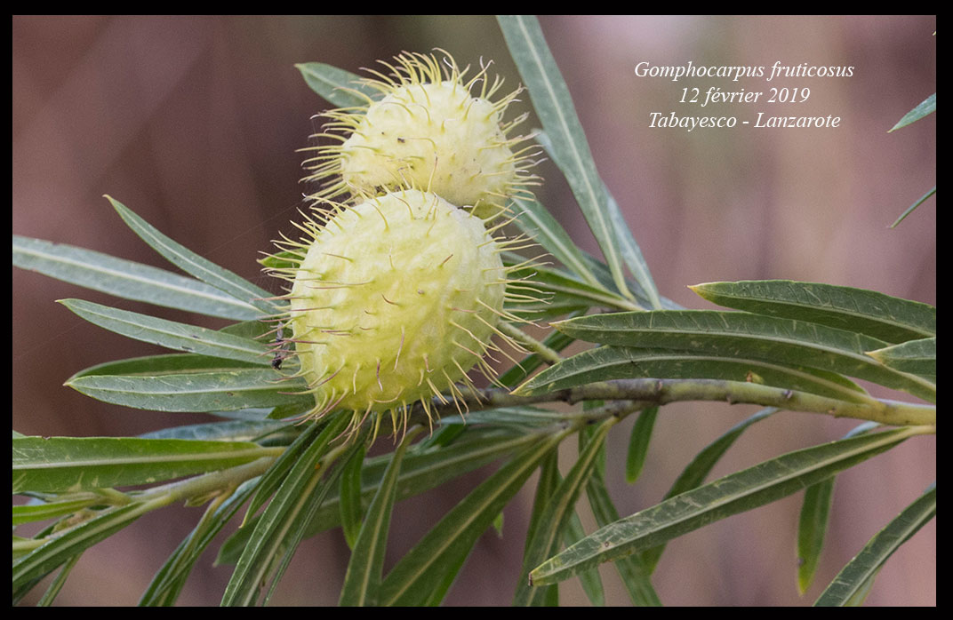 Gomphocarpus fruticosus